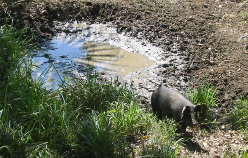 pig_walking