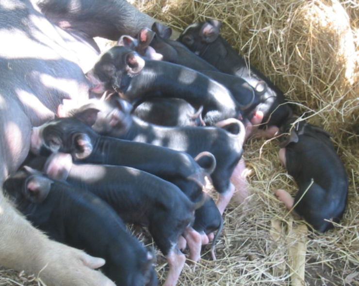 piglets